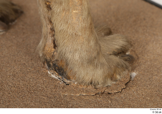 Striped Hyena Hyaena hyaena foot 0028.jpg